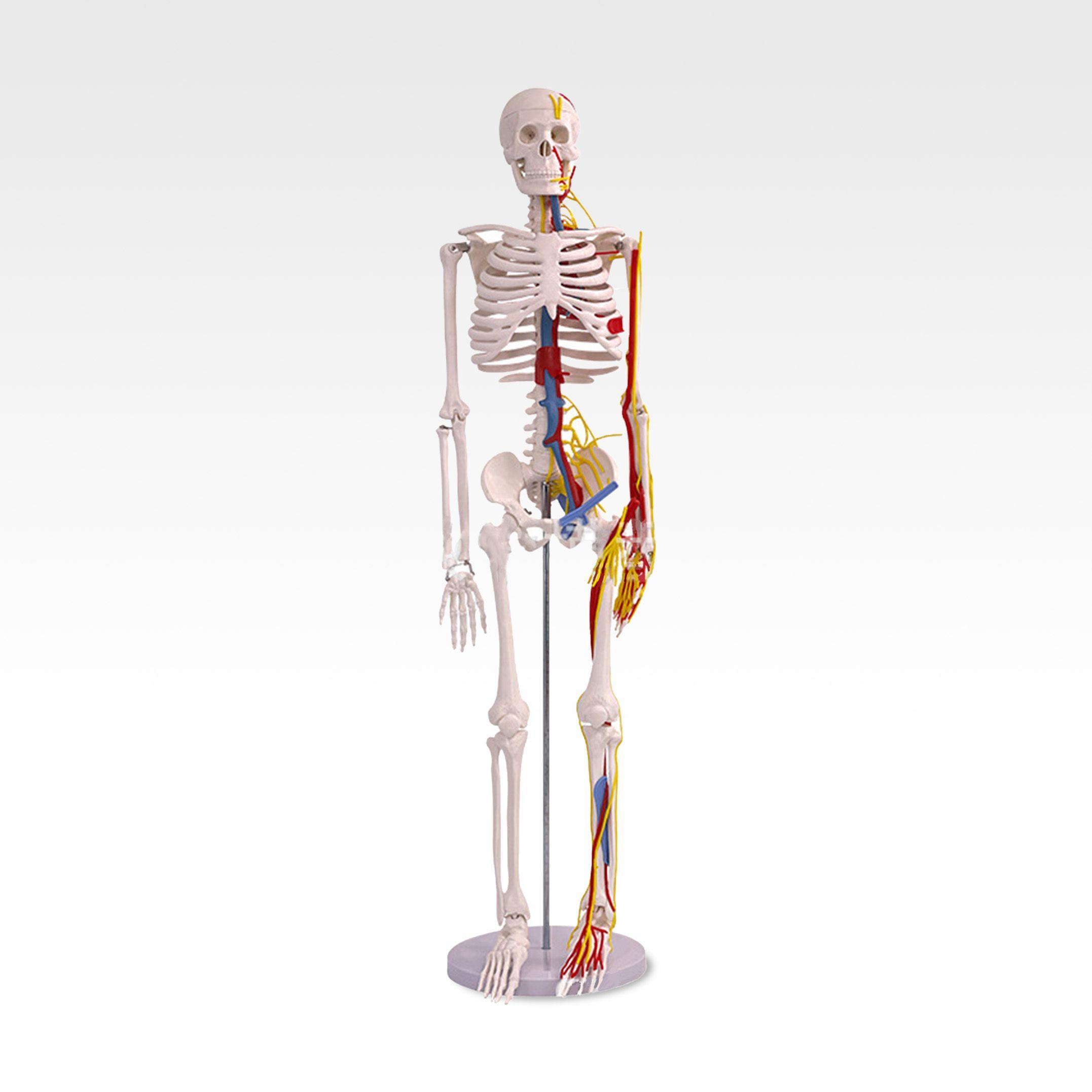 85cm人体骨骼.jpg