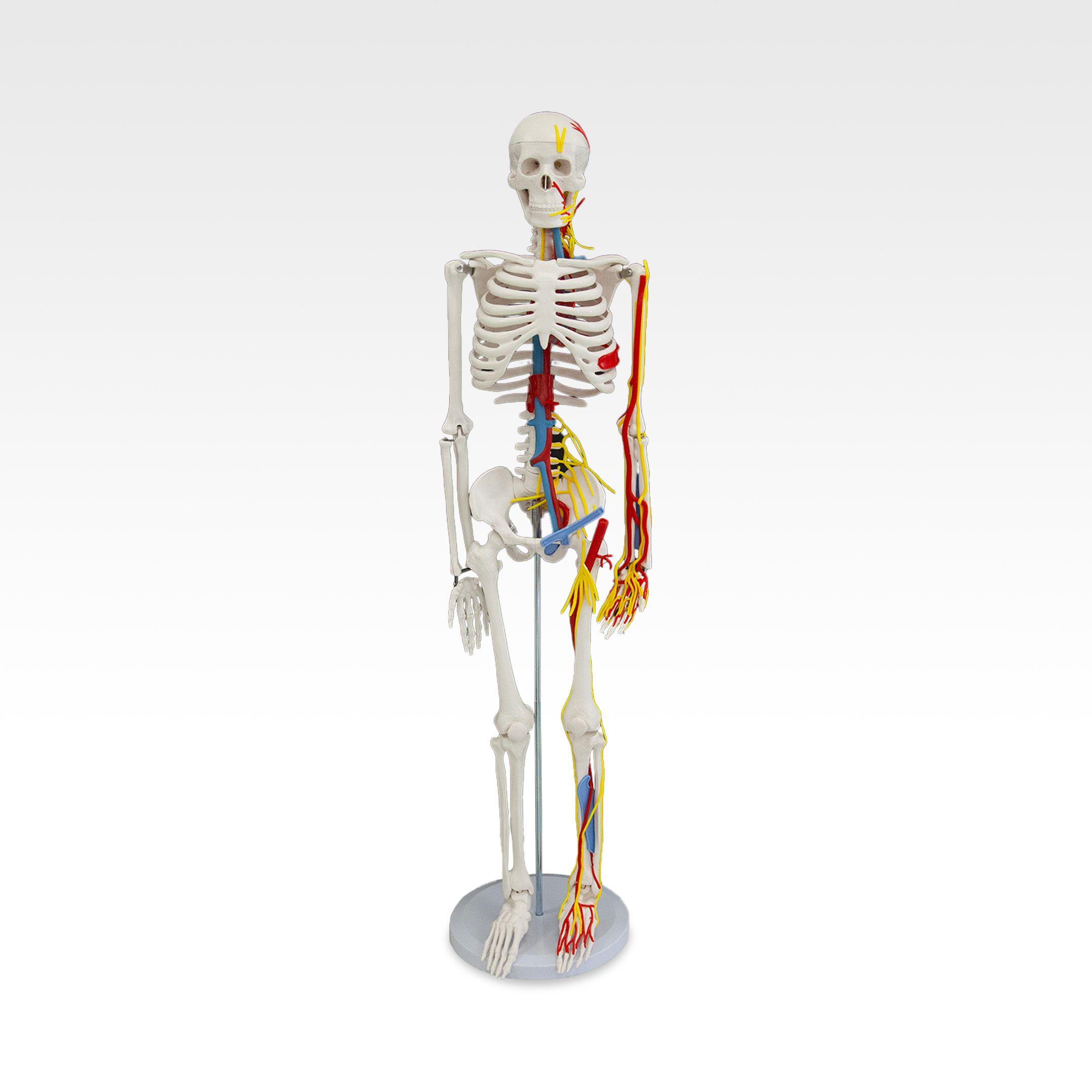 180骨骼半边韧带半边肌肉着色模型.jpg