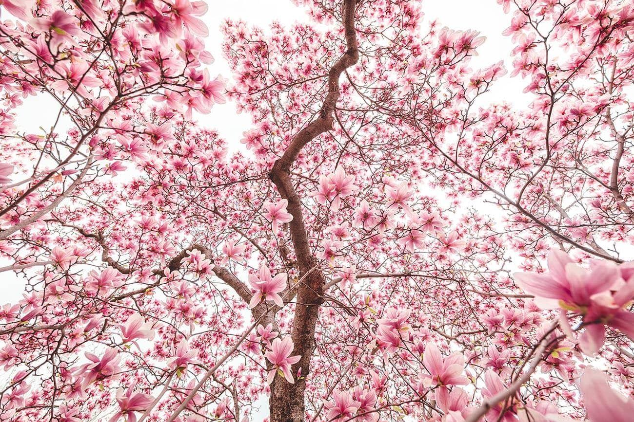 magnolias.jpg