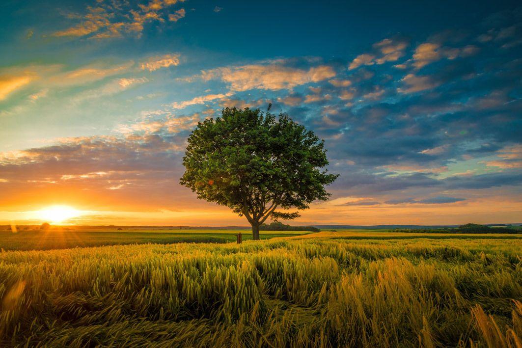 wide-angle-shot-single-tree-growing-clouded-sky-during-sunset-surrounded-by-grass.jpg
