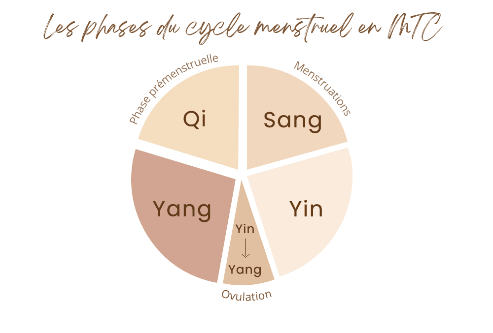Les phases du cycle menstruel (2).png