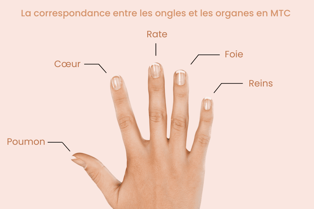 La correspondance entre les ongles et les oranges en MTC (1).png